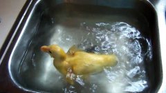 Baby duck swimming in sink