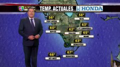 A cat interrupts univision's weather report