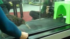 Kiwi Bird Walks On Treadmill