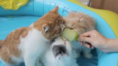 Kittens Puppies Cats Enjoy Popsicles