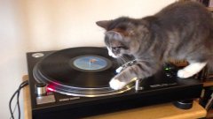 Vinyl cat
