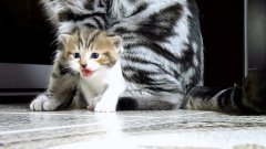 Funny cats video compilation