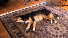 Dog sings along with Auld Lang Syne