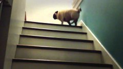 Pug bounces up stairs step by step
