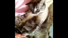 Cat grabs hand to be petted