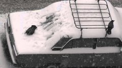Crows play on snow covered cars