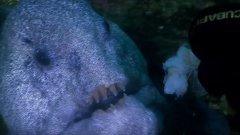 Diver meets the incredible wolf eel