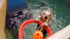 Sea otter plays basketball