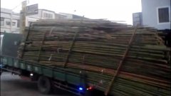 Unloading bamboo off truck taiwanese style