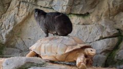 Fat hyrax rides tortoise