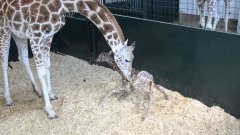 Baby giraffe first time standing