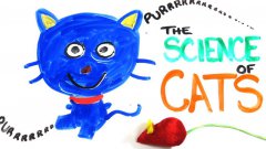 The science of cats