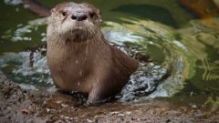 Molalla the baby river otter learns to swim