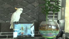 Parrot Cockatoo sings Gangnam style