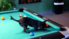 Chihuahua dog playing pool
