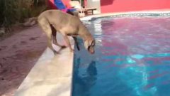 Dog retrieves frisbee from pool without entering the water