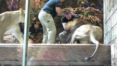 Lion attacks trainer at MGM Las Vegas