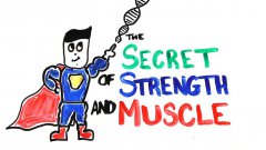 The scientific secret of strength and muscle growth