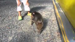 Baby monkey rides baby pig