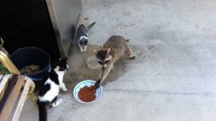 Raccoon eating cats' food