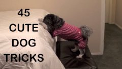 45 cute dog tricks