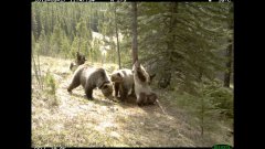 Bear back scratching party