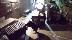 Bear steals dumpster from Colorado restaurant