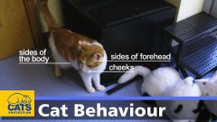 Body language in cats