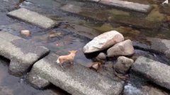 Dog plays fetch by self using stream