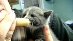 Hungry Baby Kitten Fed With Syringe