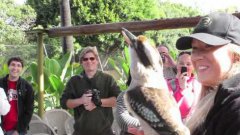 Kookaburra call at san diego zoo