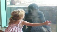 Little girl and baby gorilla become friends