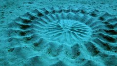 Fish create sand art on ocean floor