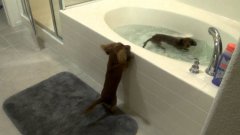 Mini dachshund bath time