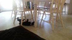 Crazy cat circles under kitchen chairs on its back