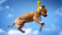 Flying kittens vs. flying puppies