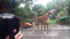 Jessie the dog sings along to accordion!