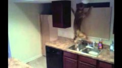 Dog escapes through kitchen window