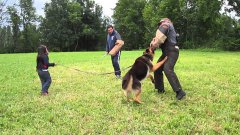 German shepherd guard dog practices protecting five year old