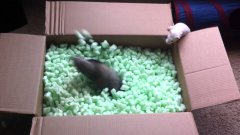 Ferrets playing in packing peanuts