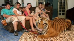 Family share home with pet tigers