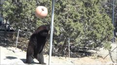 Bear plays tetherball