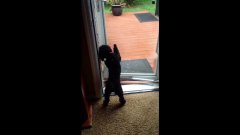 Inky The Dog Opens Door For His Friend