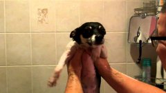 Cute Puppy Dog Swimming In The Air After Bath