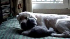 Cat And Dog Are Best Friends