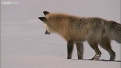 Fox catches mouse under snow