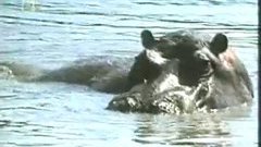 Amazing behavior from a hippo