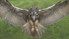First person attack of an Owl