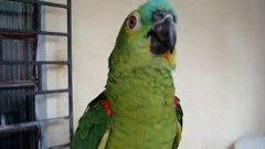 Parrot sings opera