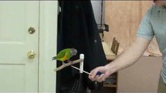 20 Parrot Tricks in 2 Minutes